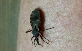 Learn about the kissing bug in Bexar County and how its dangerous bite can transmit Chagas disease. Stay informed.