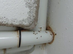 Water Leak: The Invisible Invitation to Pests