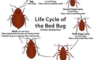 Discover how long bed bugs can survive without feeding and learn how to protect your home from these resilient pests.